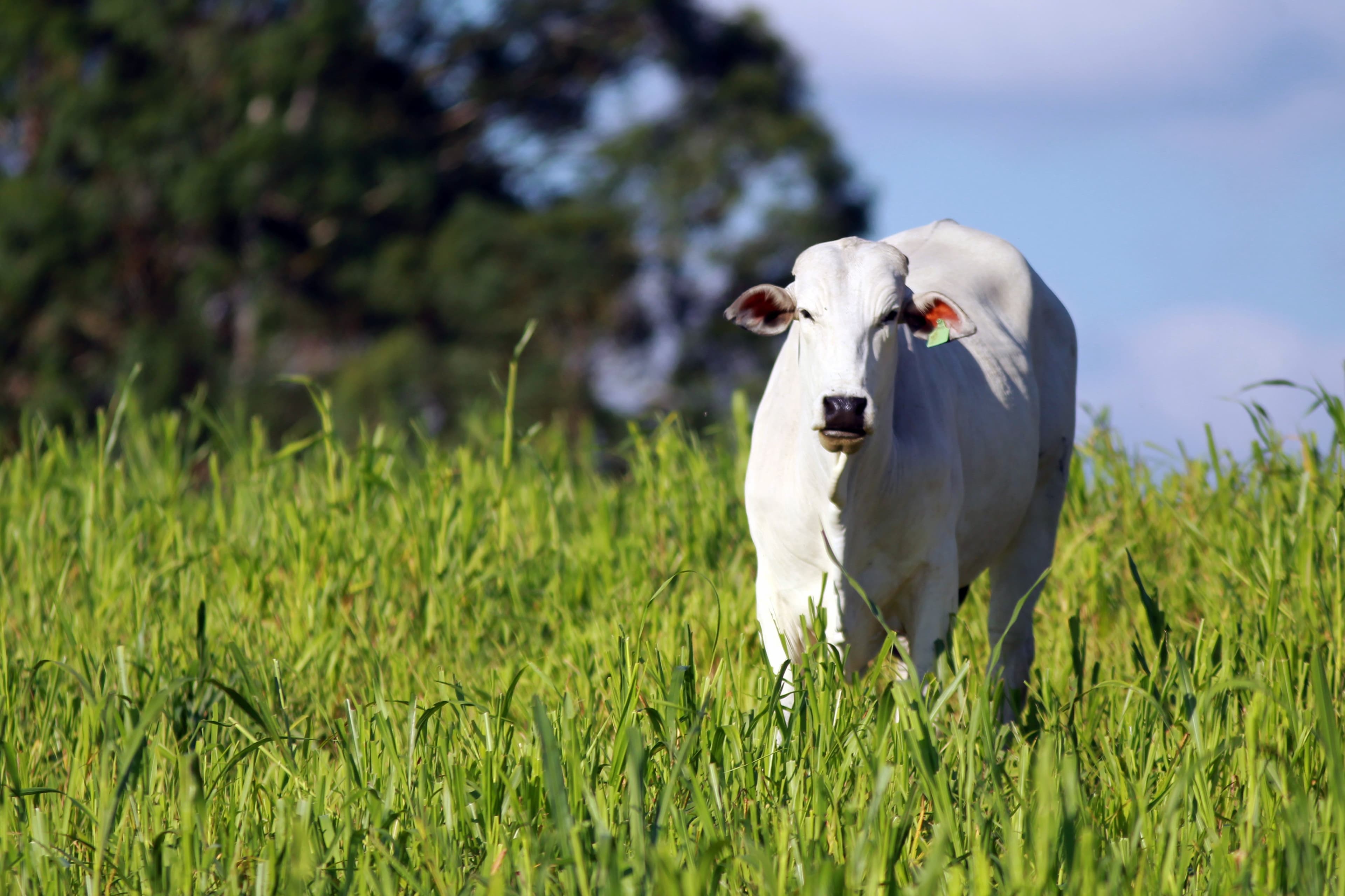 Atualização Cadastral para Pecuaristas na Bahia até agosto