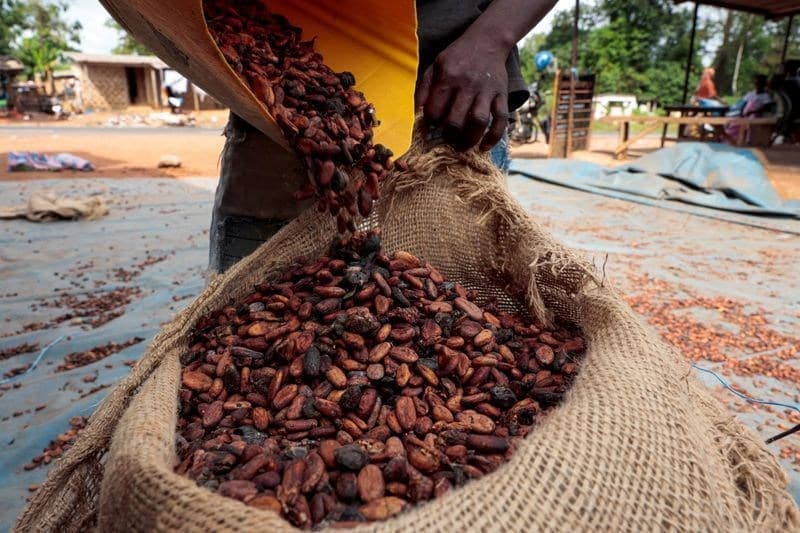 Cacau e café têm queda nos preços futuros; açúcar se mantém estável