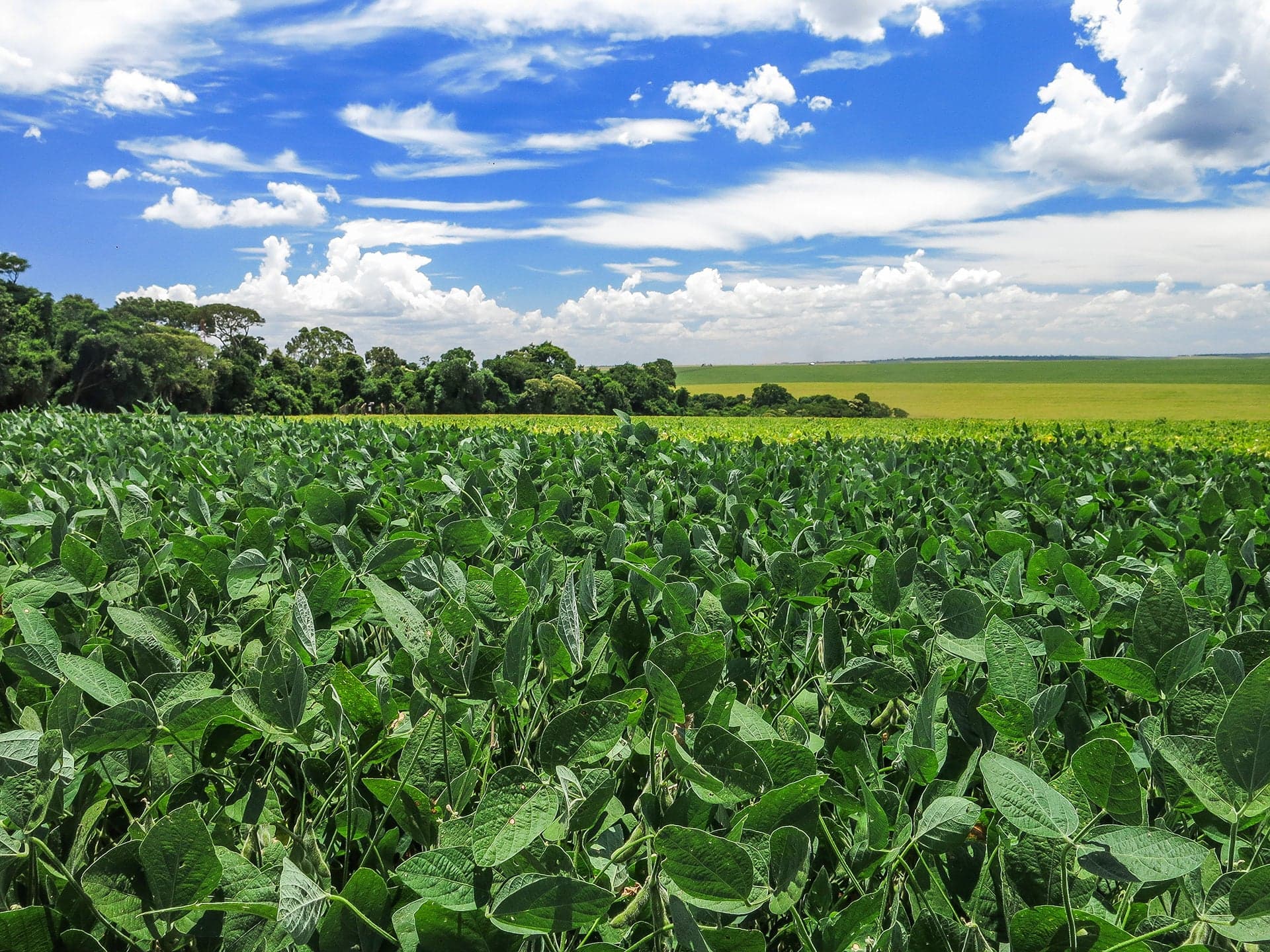 Produção de soja da Argentina deve superar 51 milhões de toneladas em 2026