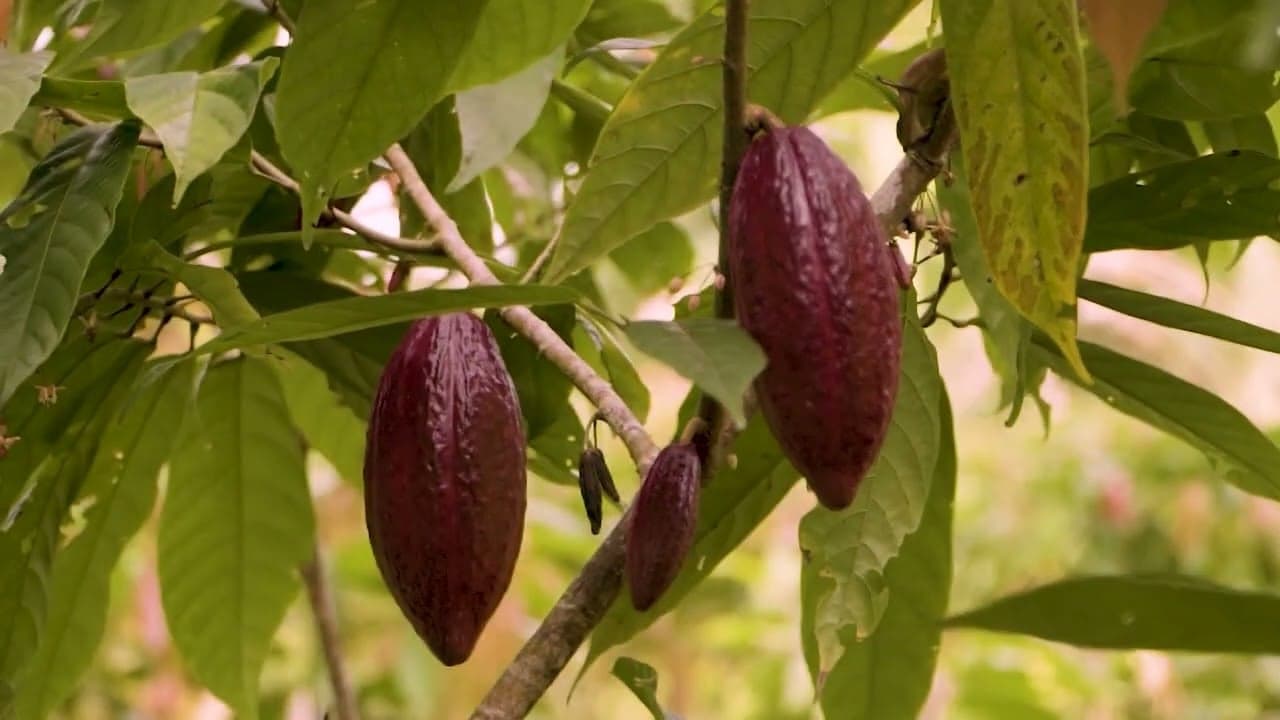 Chocolate da Amazônia pode ganhar valor com novas práticas