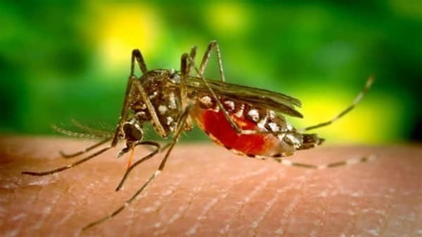 Dengue pode causar complicações neurológicas graves