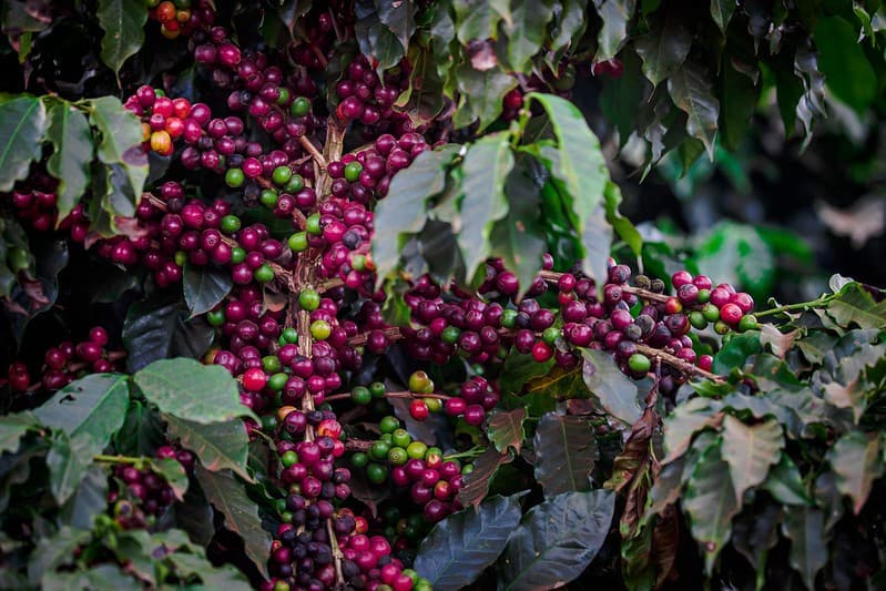 Café sofre queda no preço e dólar permanece alto, impactando mercado