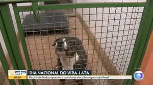 Celebração do Dia do Vira Lata Em São Paulo