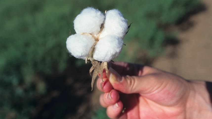 Nova armadilha melhora controle de pragas no cultivo de algodão