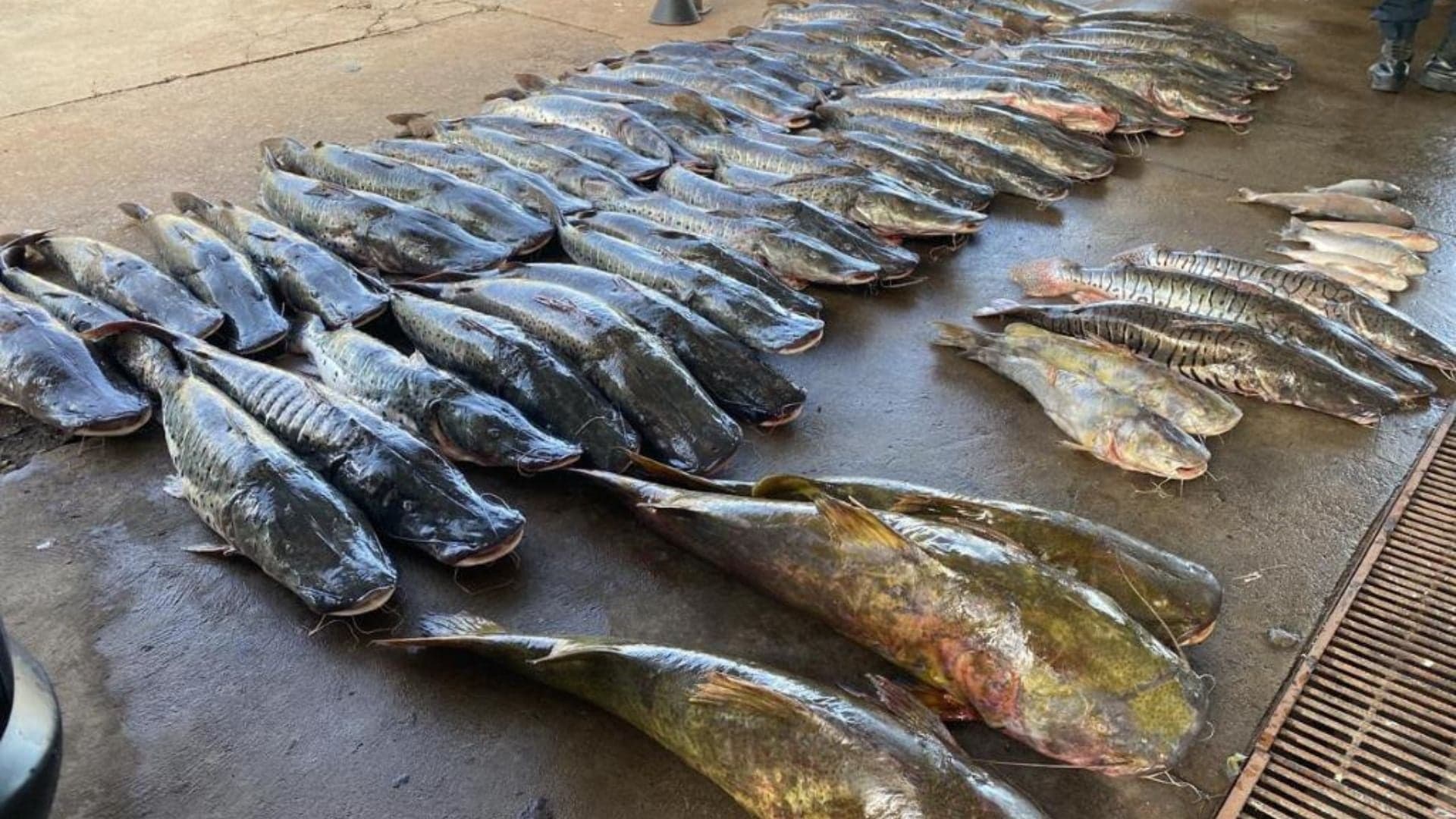 Homem é preso com 465 kg de pescado ilegal em Várzea Grande