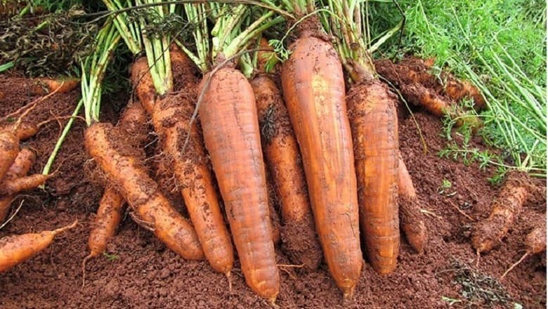 Cotações da cenoura caem em São Gotardo com aumento da disponibilidade