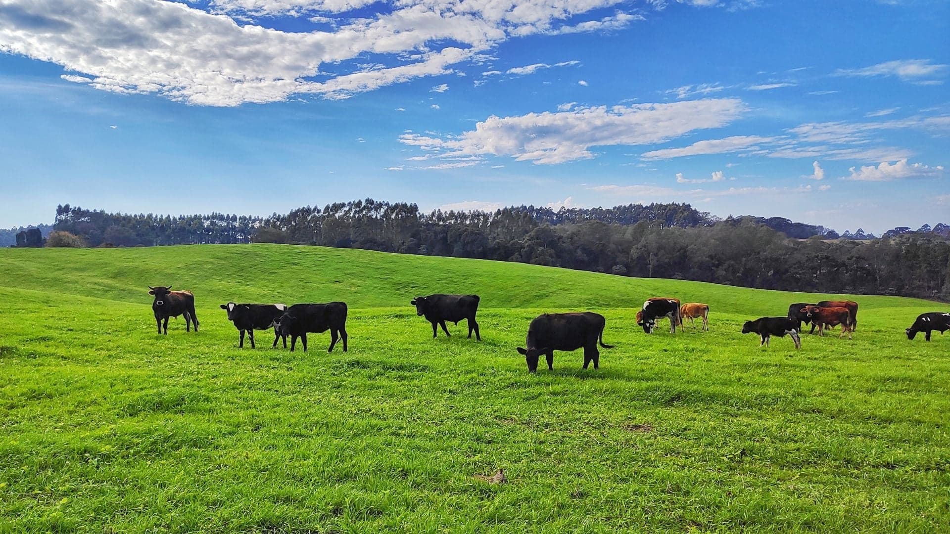 Manejo nutricional é crucial para pecuária de corte no Brasil