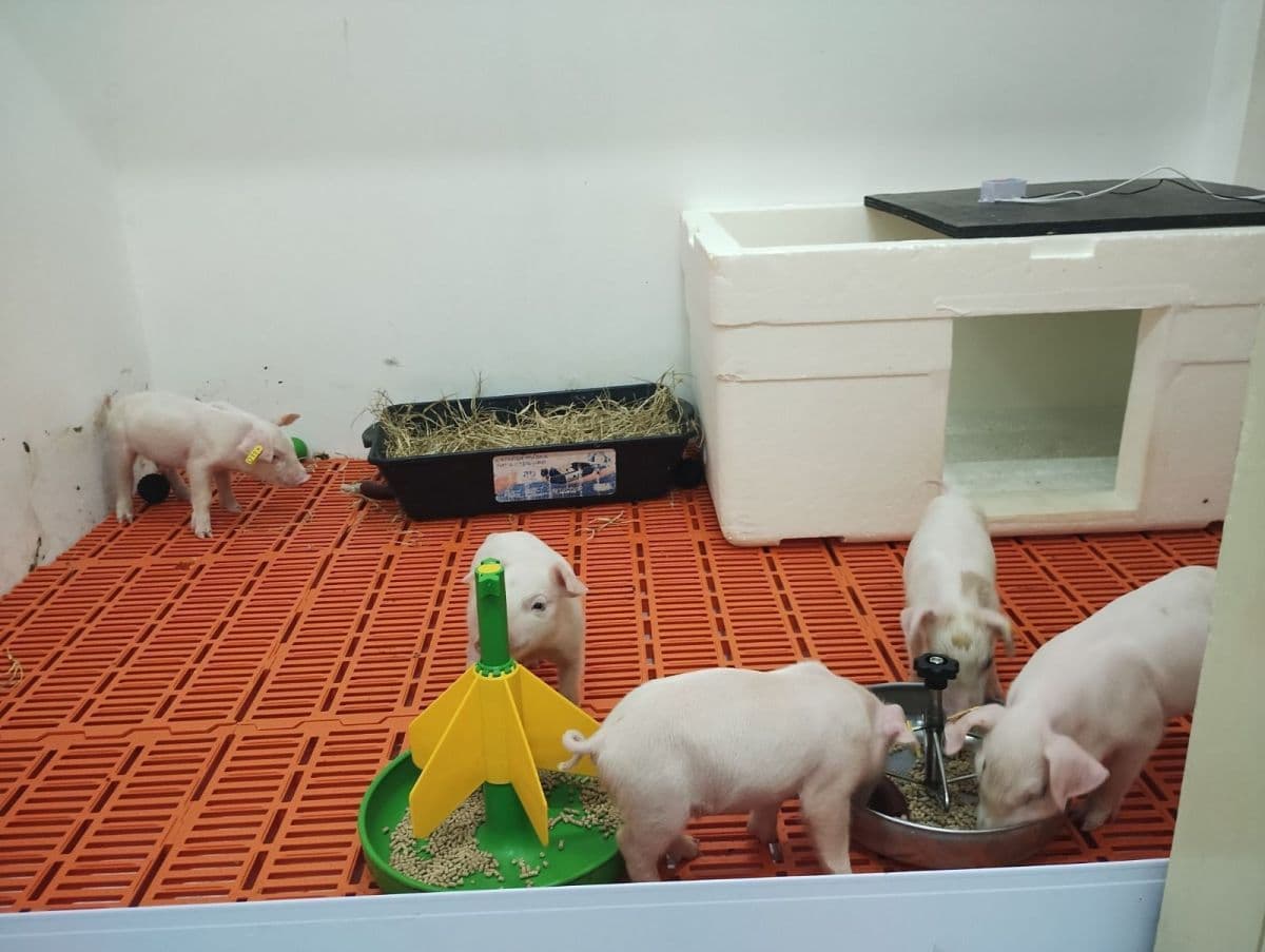 Clonagem suína avança em Piracicaba com gestação de embriões