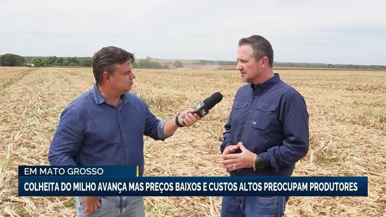 Colheita de milho em Ipiranga do Norte enfrenta dificuldades financeiras