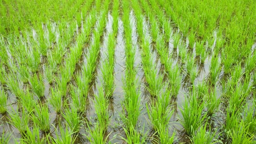 Manejo de restevas de arroz impacta economia no Rio Grande do Sul