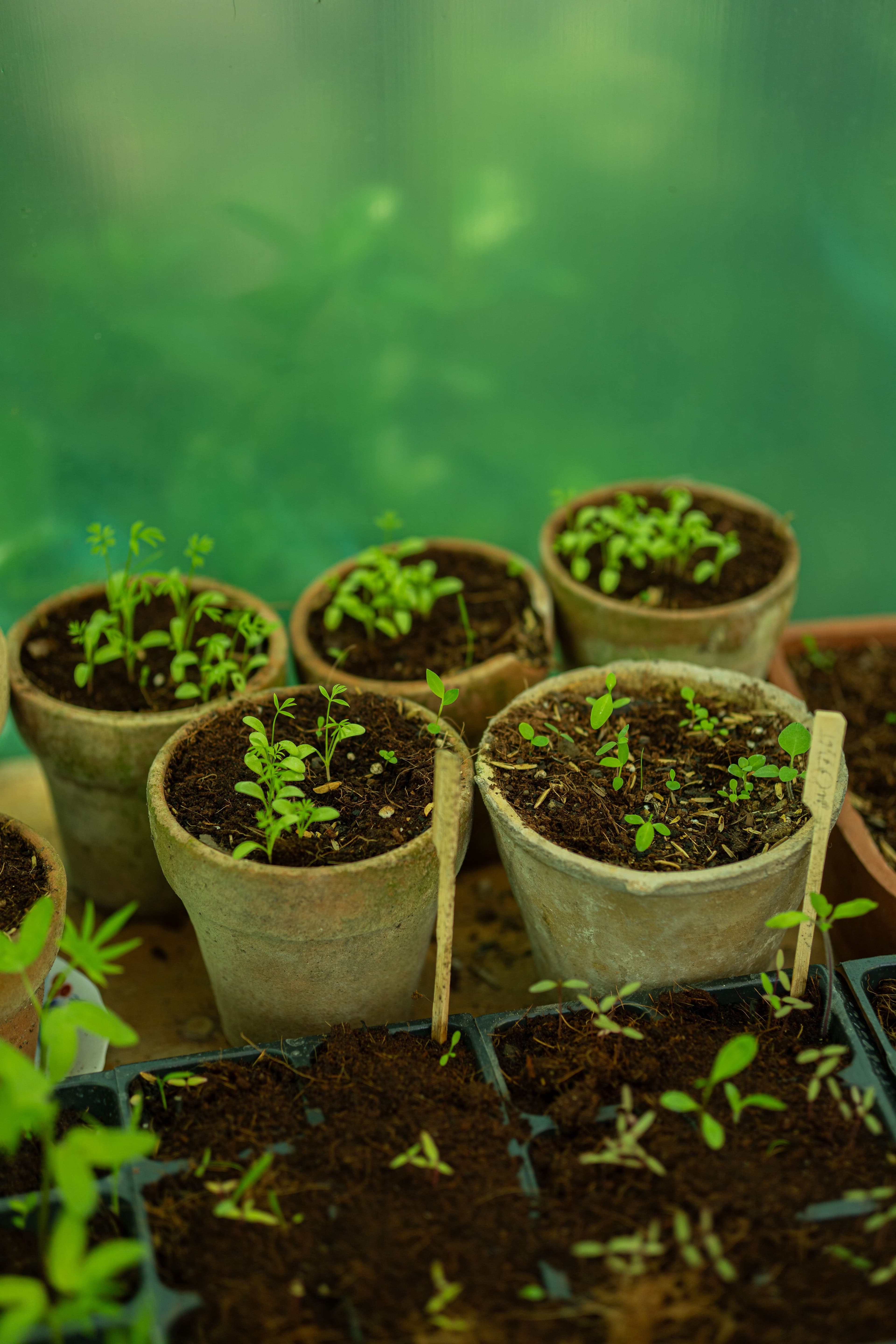 Dicas de plantio: como cultivar hortaliças em jarros