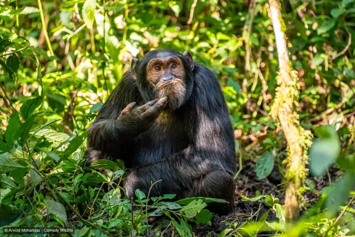 Estudo revela conflito social entre chimpanzés na Uganda