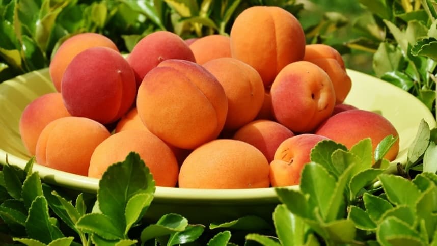 Últimos instantes da colheita de pêssegos