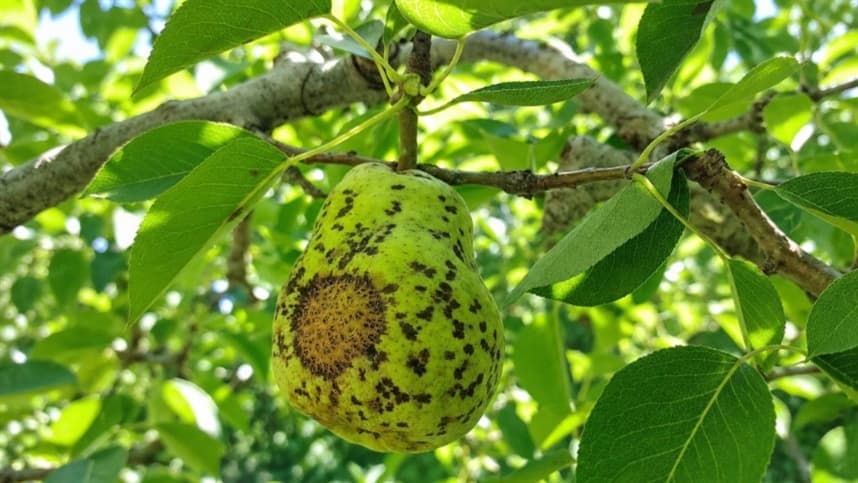 Risco de doenças em pomares do Alto Vale aumenta com chuvas em 2026