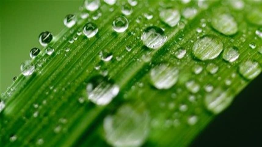 Benefícios das chuvas para as lavouras em fase final de desenvolvimento