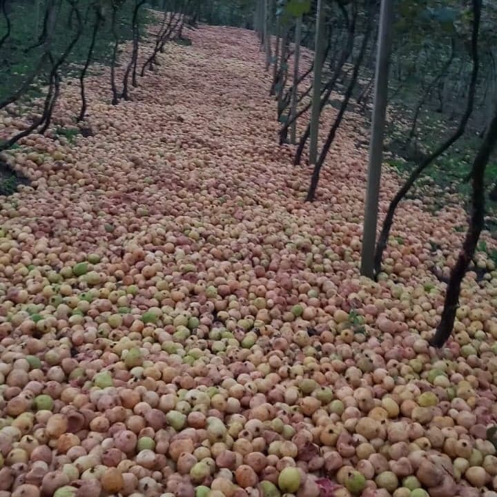 Produtores de goiaba no RS enfrentam crise de venda em 2026