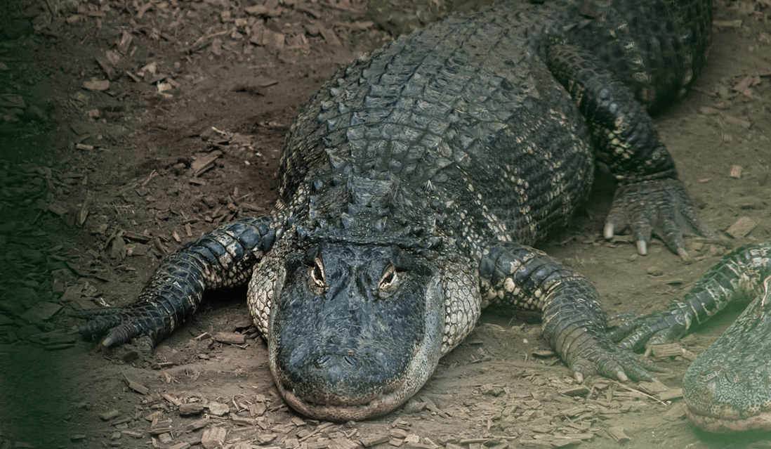 Menino em estado crítico após cair em recinto de crocodilos