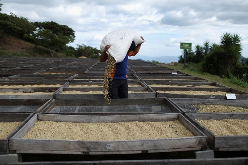 Nova lei da UE impacta indústria cafeeira globalmente