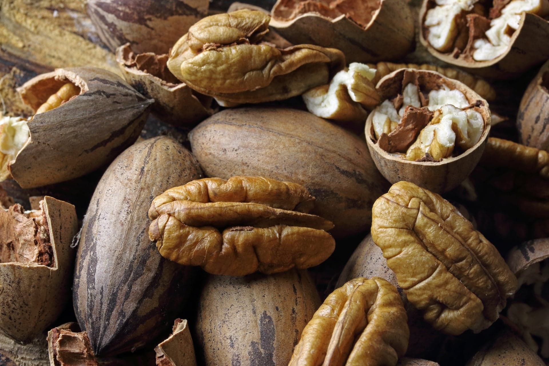 Safra de noz-pecã no Brasil pode atingir 8 mil toneladas em 2026