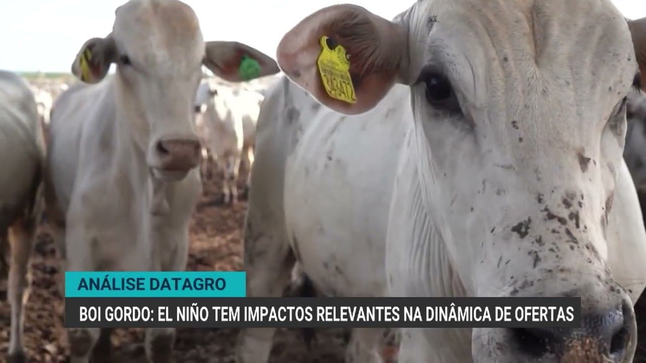 El Niño Impacta Oferta de Boi Gordo e Preços no Brasil