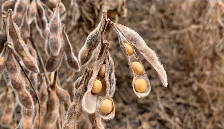 Preços da soja se recuperam em Chicago enquanto investidores aguardam relatórios dos EUA