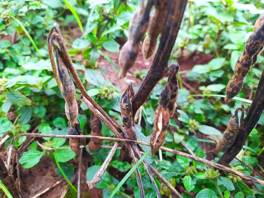 Chuva no RS impulsiona alta da soja no Brasil em relação a Chicago