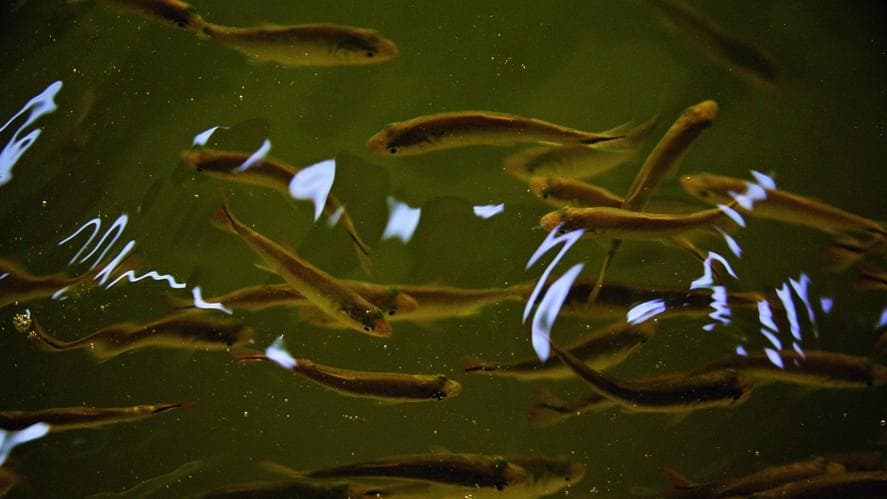 Programa de reprodução é criado para salvar peixe pintado ameaçado de extinção