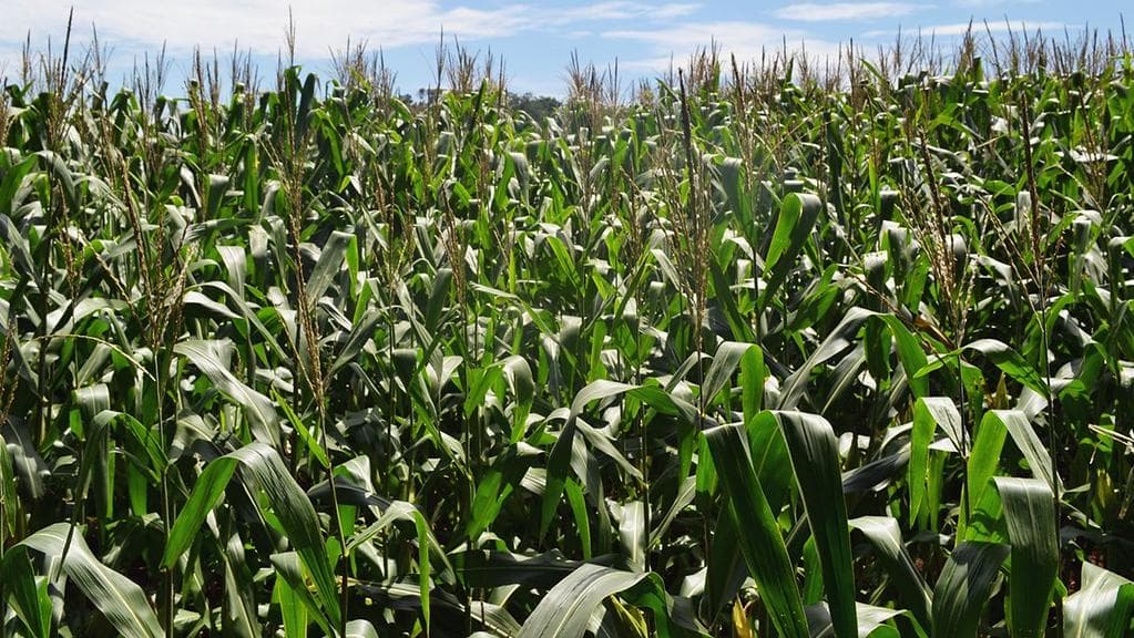 Cultivo de milho em MT ganha impulso com demanda por petiscos