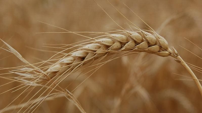 Preço do trigo sobe devido à incerteza na oferta do RS