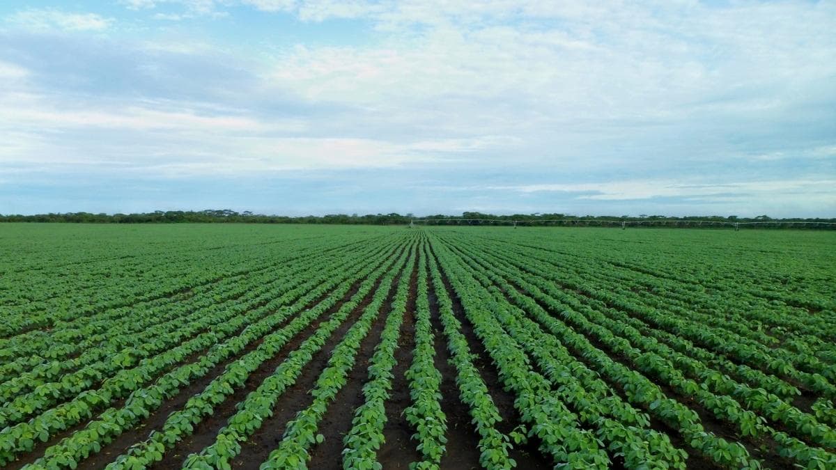 Governo estabelece sanções para falhas no financiamento agrícola