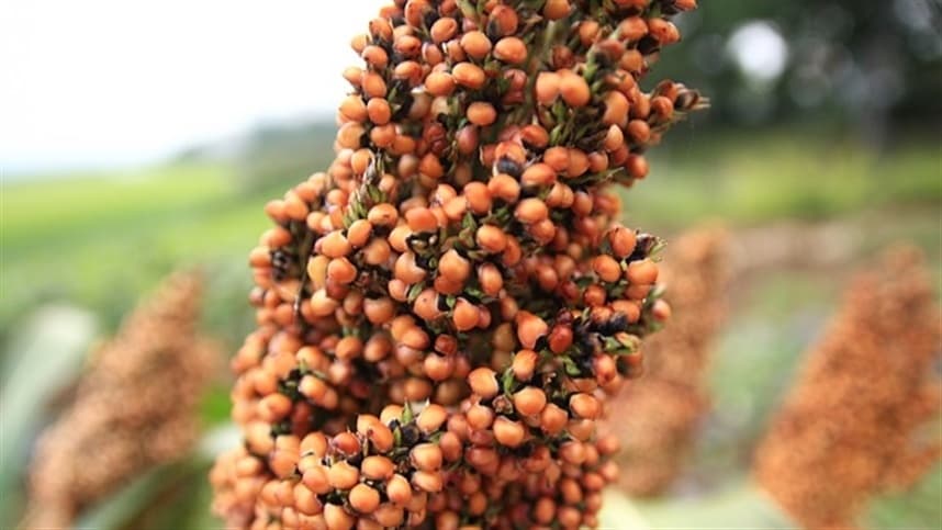 Produção de sorgo pode atingir 1,4 milhão de toneladas no Brasil