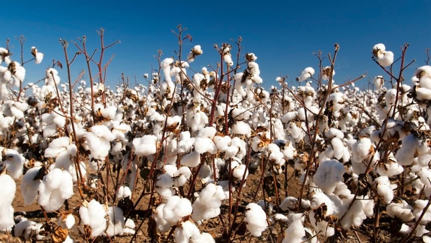 Agropecuária de Mato Grosso alcança Valor Bruto de Produção de R$ 148,60 bilhões em 2023