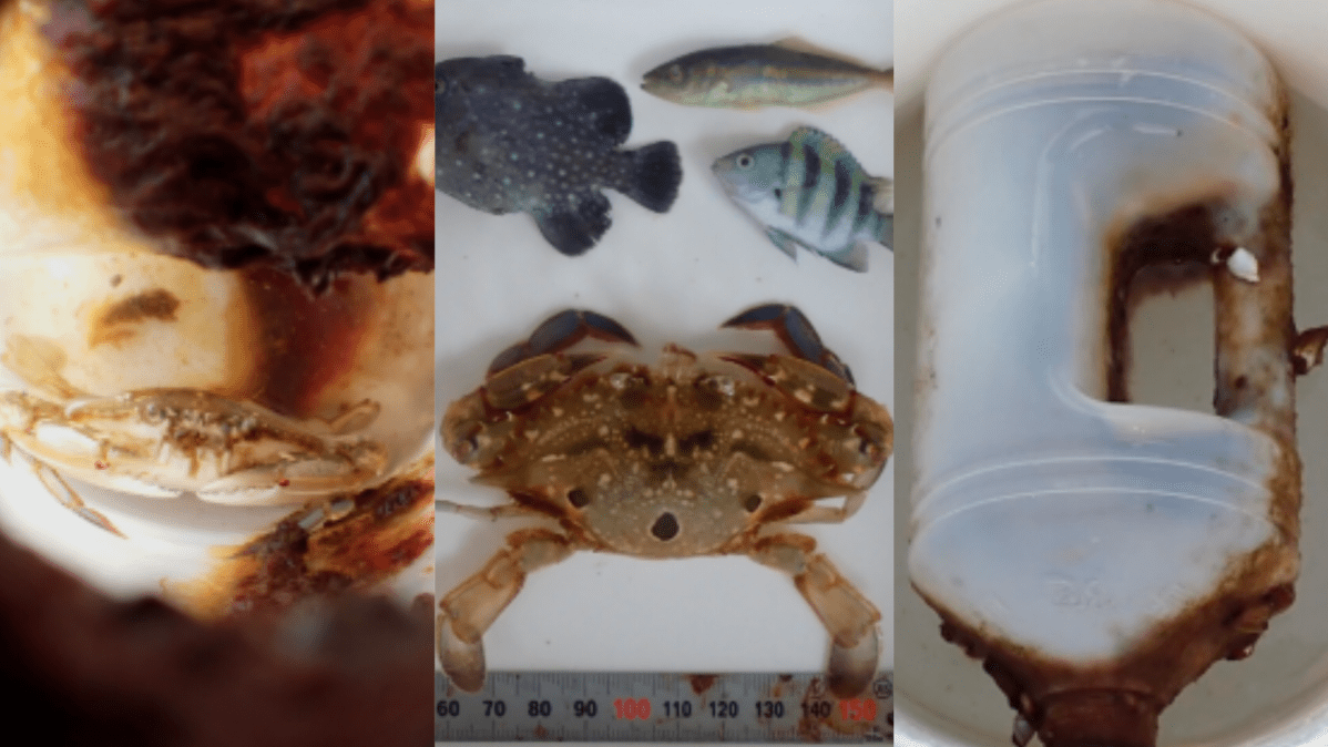 Caranguejo revela consequências da poluição por plástico nos oceanos