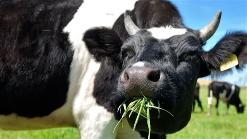 Benefícios do capim BRS Kurumi na produção leiteira de bovinos