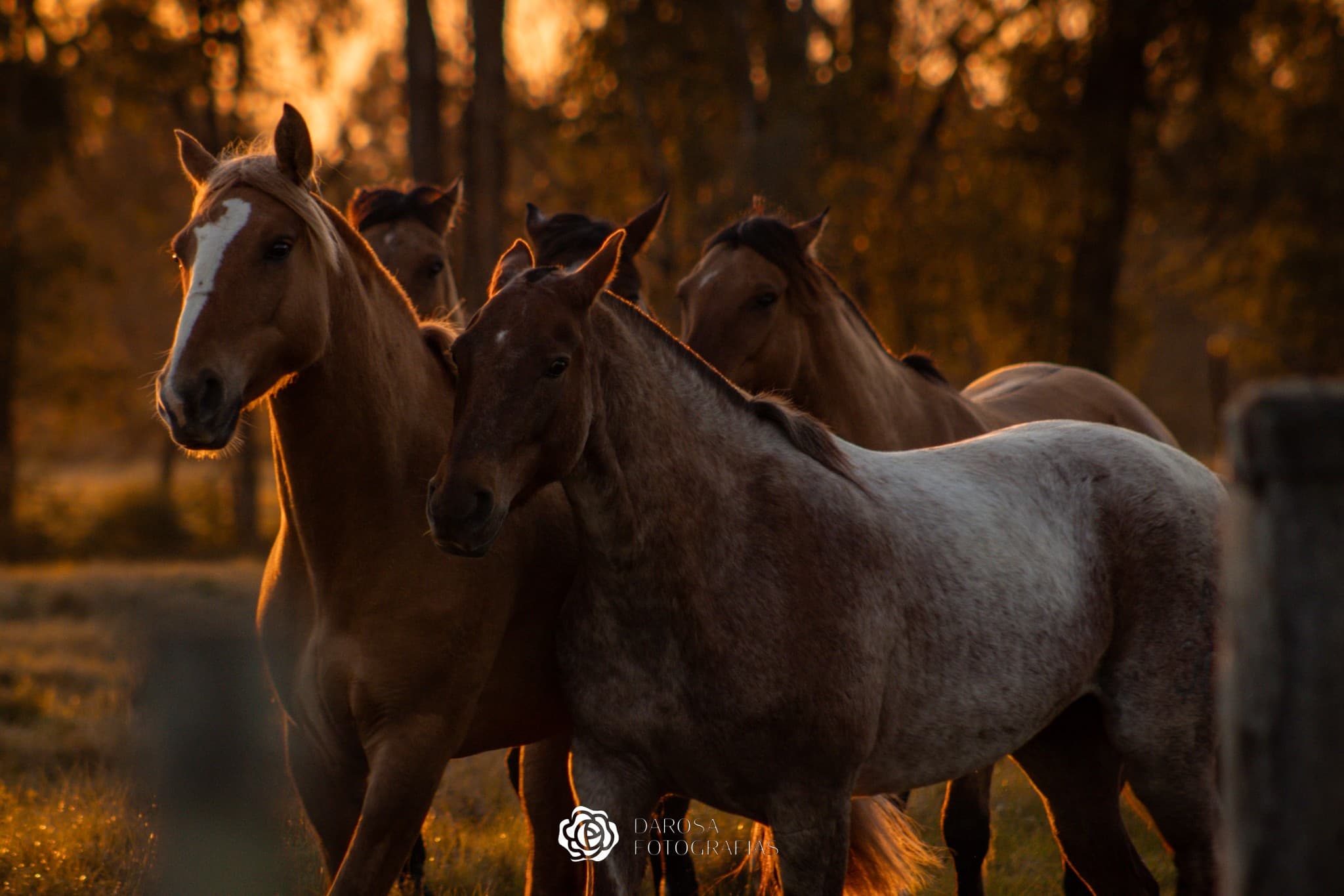 Como os Cavalos Dormem: Fatos e Curiosidades
