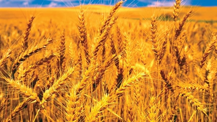 Alta nos preços do trigo no Sul do Brasil gera preocupação