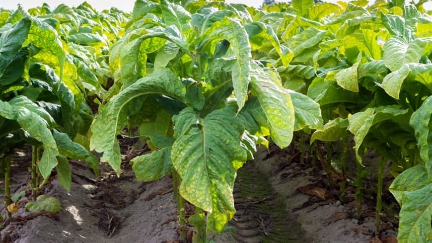 Audiência pública em Brasília discute tabaco