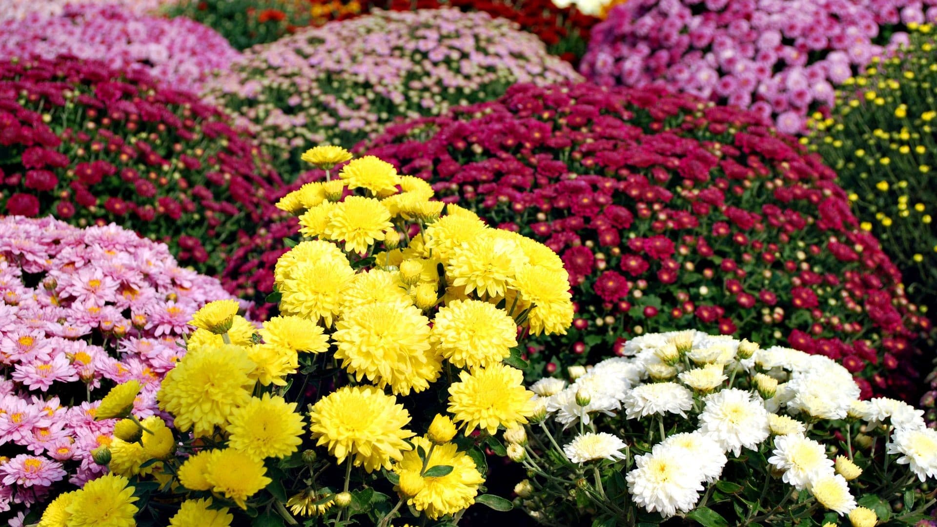 Setor de flores projeta aumento nas vendas para o Dia de Finados