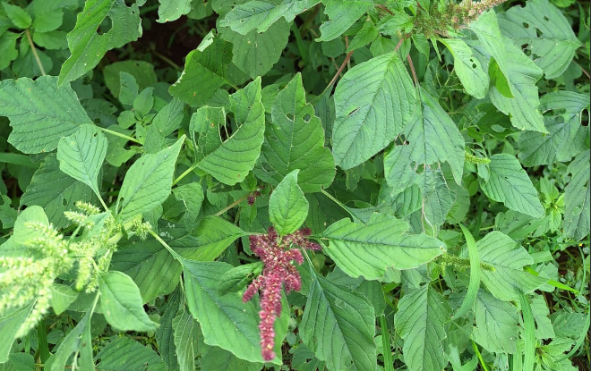 Plantação brasileira enfrenta escalada de plantas daninhas