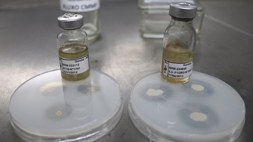 Inoculante gera acréscimo de R$ 704,40 por hectare na produtividade da soja