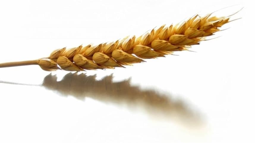 Triticultores agem com cautela durante a entressafra