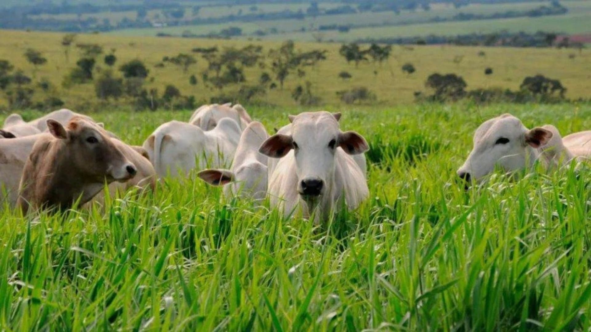 Tocantins cresce 39,2% em rebanho bovino na última década