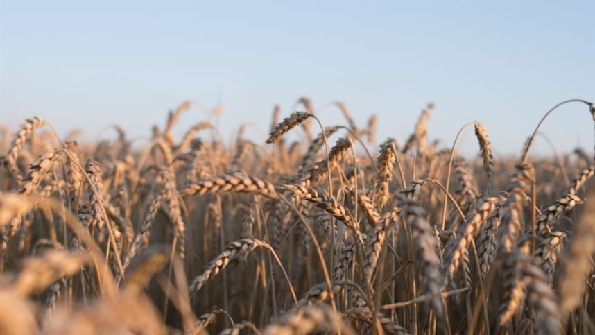 Valorização do mercado de trigo no Sul do Brasil em semana curta