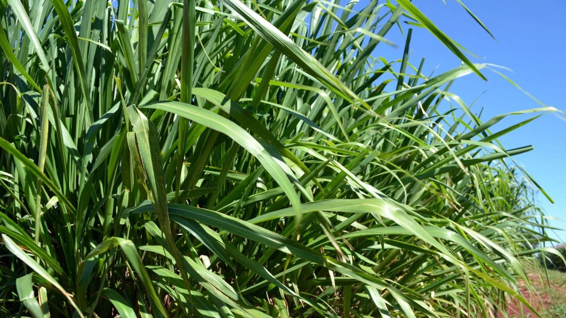 Capim Mombaça: Manejo preciso é chave para sucesso na pecuária