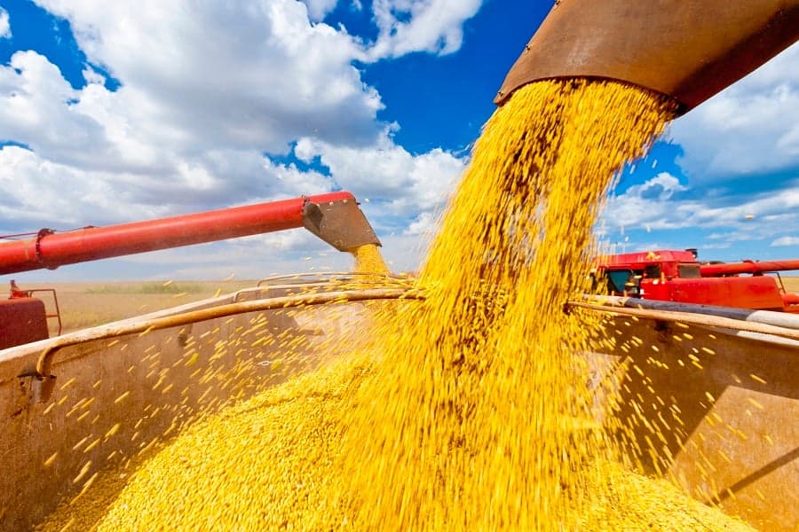 Mercado de soja brasileiro exibe estabilidade em preços e volume