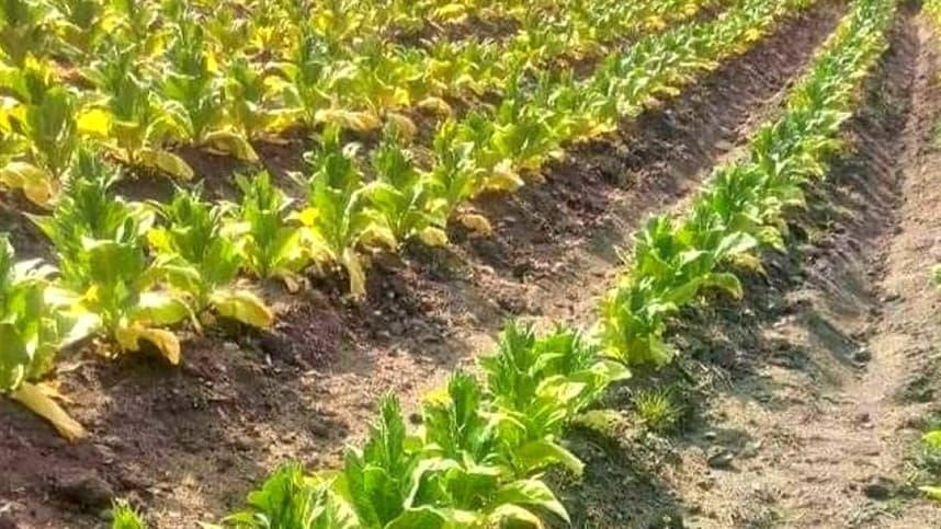 Abertura da colheita do tabaco em São Lourenço do Sul: evento celebra o início da temporada de plantio