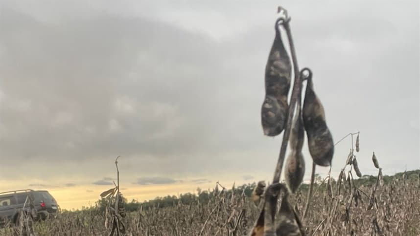 Graves prejuízos nas lavouras de soja no RS devido às fortes chuvas
