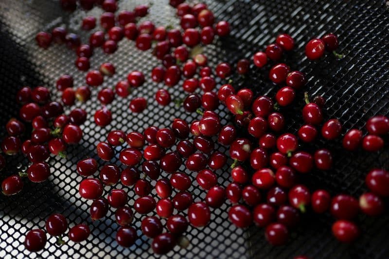 Exportações de café do Brasil caem 7,8% em março de 2026