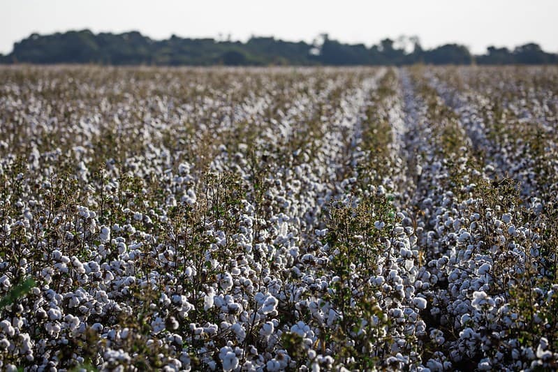 Mercado de defensivos para algodão registra crescimento recorde na safra 2025/26