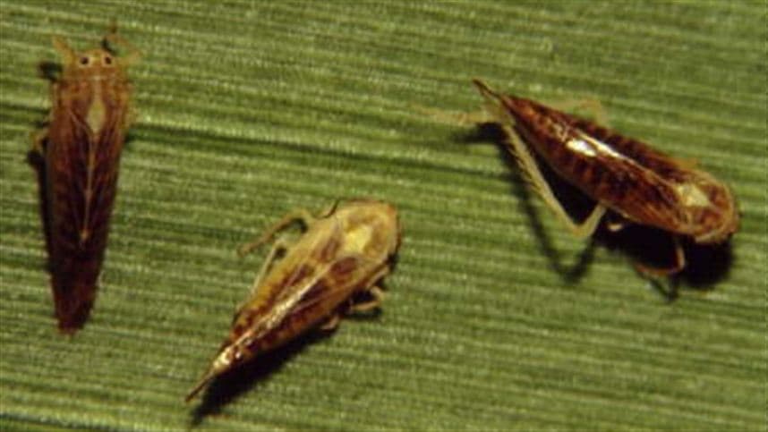 Milho tem nova solução eficiente contra praga no cultivo.